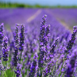 Lavender Essential Oil Diffuser Benefits